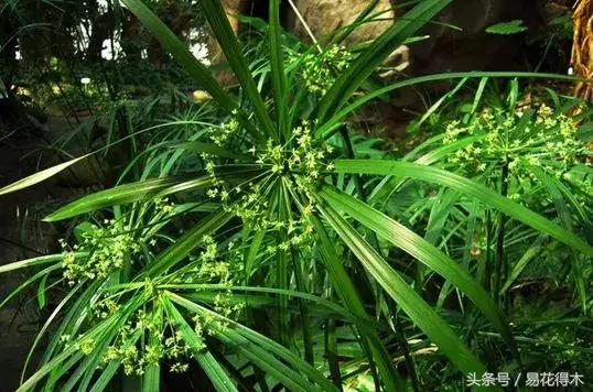 盆景富贵竹叶子发黄怎么救,水培棕竹叶片发黑干枯怎么解救