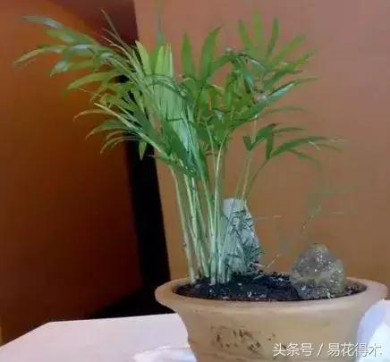 盆景富贵竹叶子发黄怎么救,水培棕竹叶片发黑干枯怎么解救
