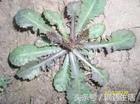 天然的野菜真好吃,天然野菜