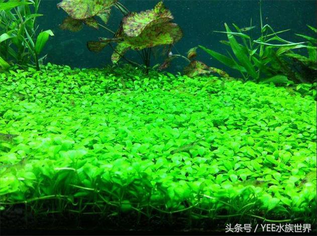 矮玛瑙入缸怎么不长,矮玛瑙根部烂了怎么办