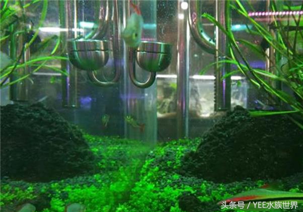 矮玛瑙入缸怎么不长,矮玛瑙根部烂了怎么办