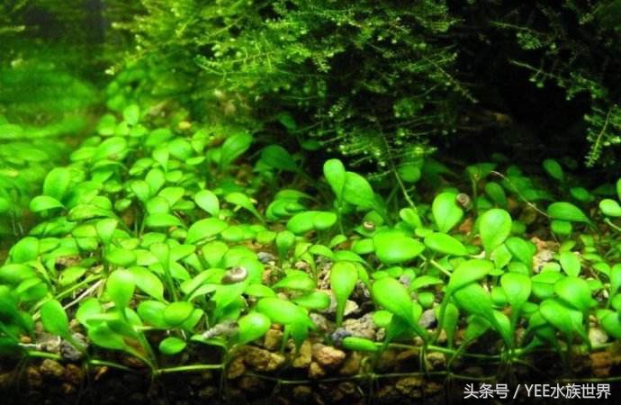 矮玛瑙入缸怎么不长,矮玛瑙根部烂了怎么办