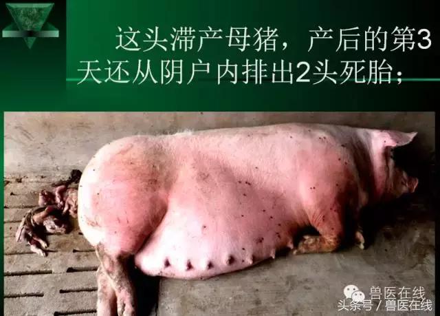 有图有真相——看猪病专家进行蓝耳病的现场诊断和详解！