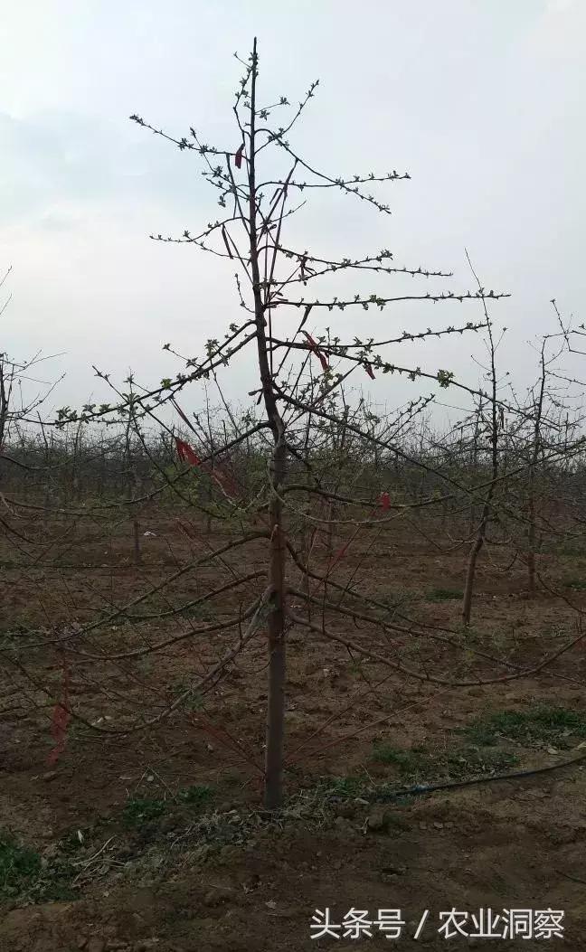 果农必学的标准化拉枝技术,果树拉枝的时节