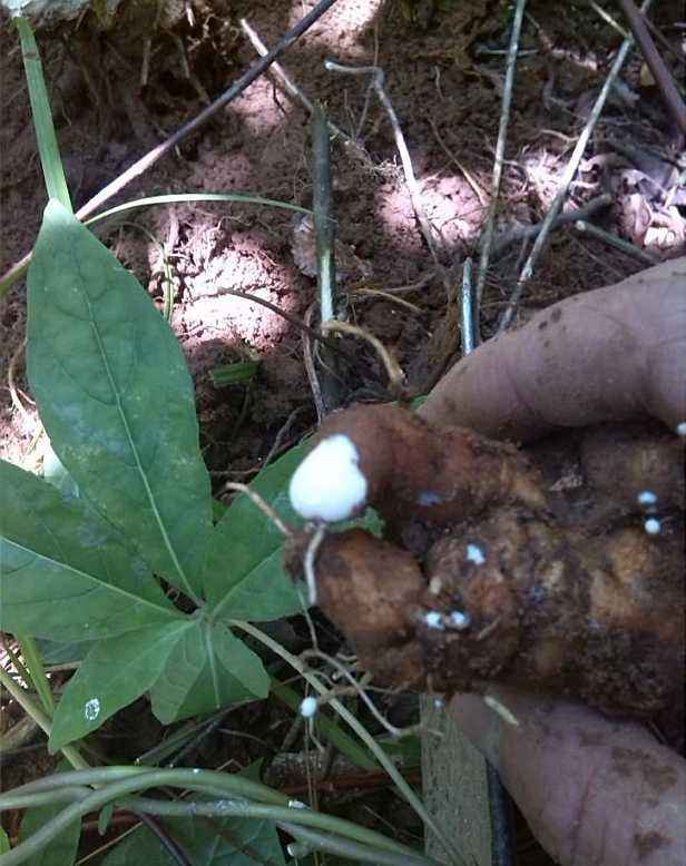 农村这种野草是个宝,农村的一种猪草