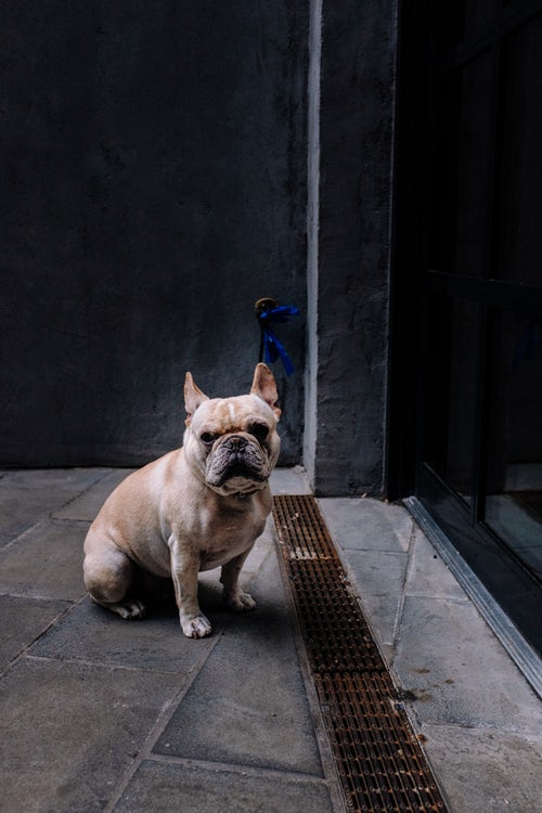 斗牛犬怀孕多久生产,斗牛犬怀孕怎么生