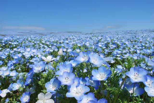 日本花图鉴｜带你去那花花世界