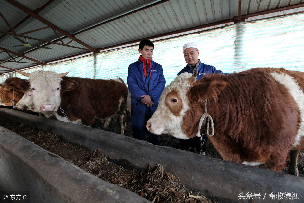 肉牛养殖知识大全,肉牛的养殖前景