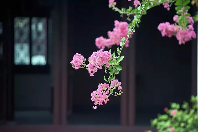 写梅子的诗句,写梅子诗句