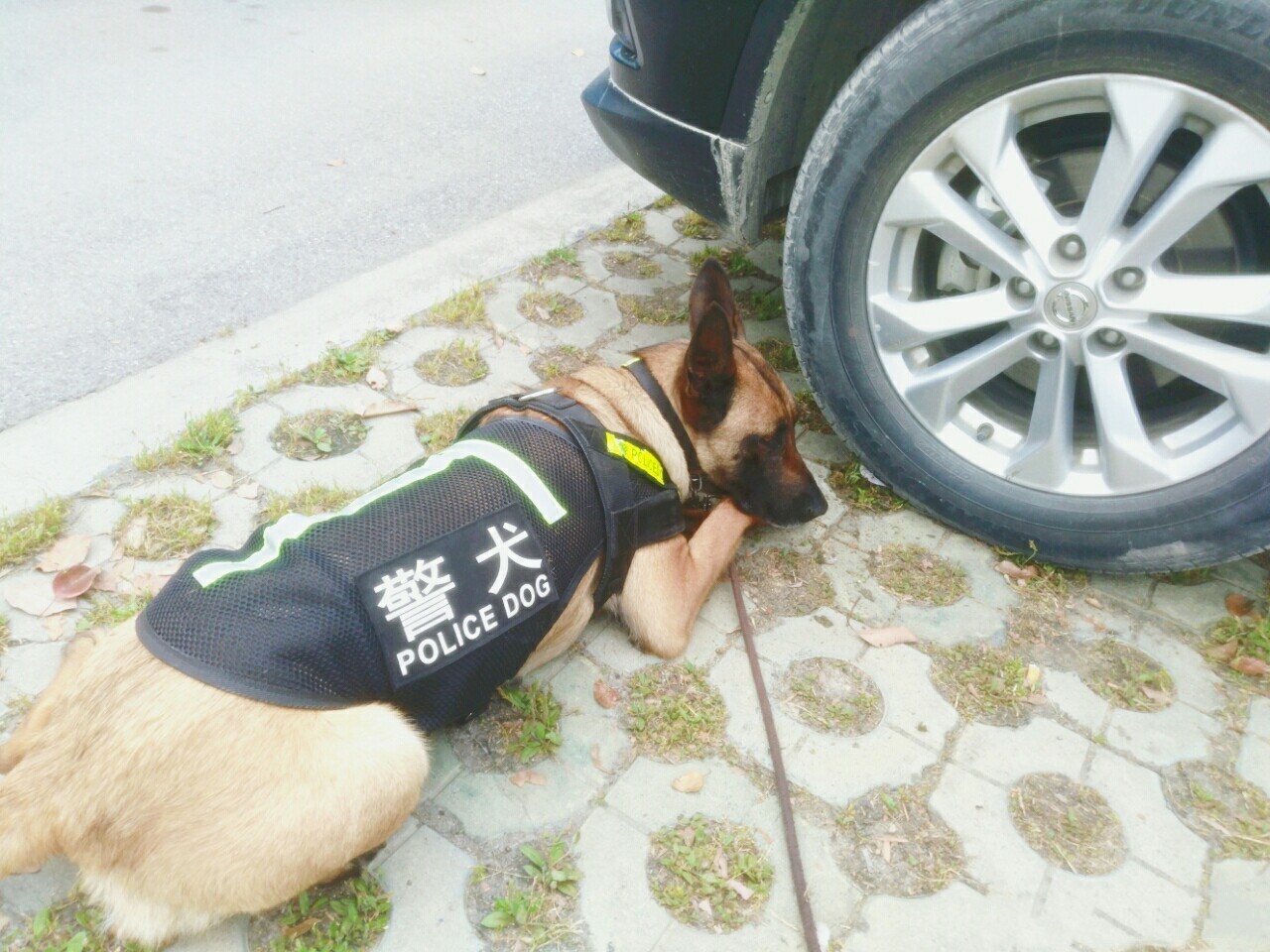 警犬很辛苦？和宠物狗一比，警犬待遇不比王思聪爱犬王可可差！