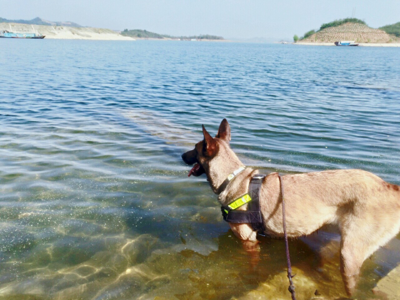 警犬很辛苦？和宠物狗一比，警犬待遇不比王思聪爱犬王可可差！