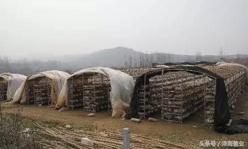 种菇能赚钱吗,种食用菌赚钱吗