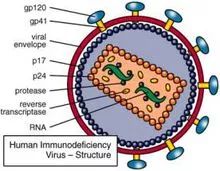 HIV和HPV有什么区别,hpv和hiv检测多少钱