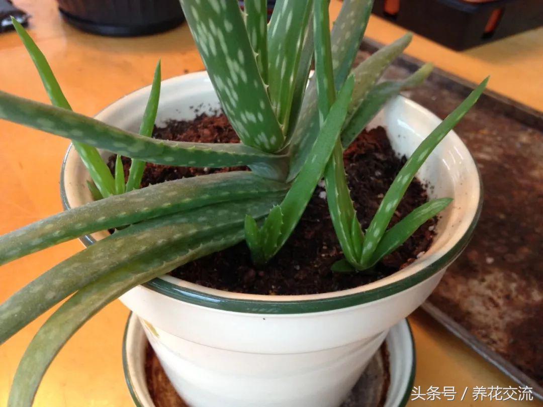 新种的芦荟侧芽发黄怎么办,为什么种的芦荟越来越黄