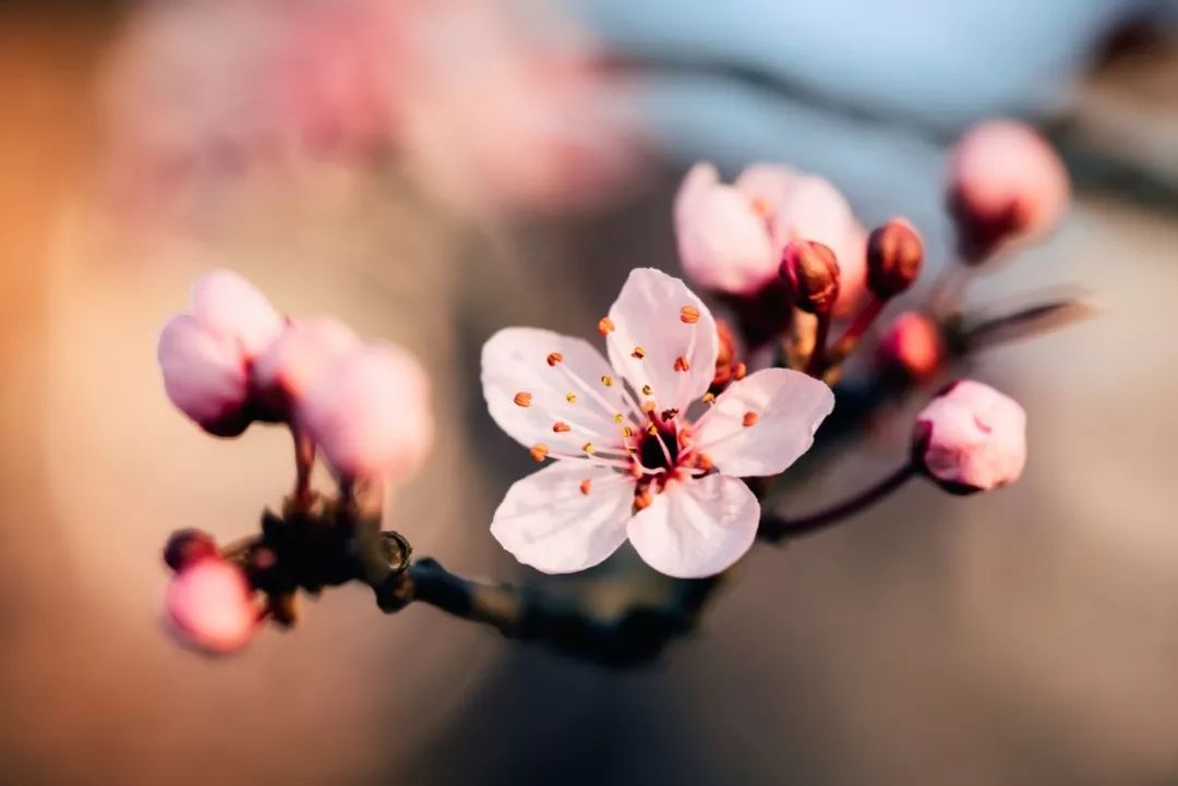 名师教你画桃花,崔老师教你画桃花