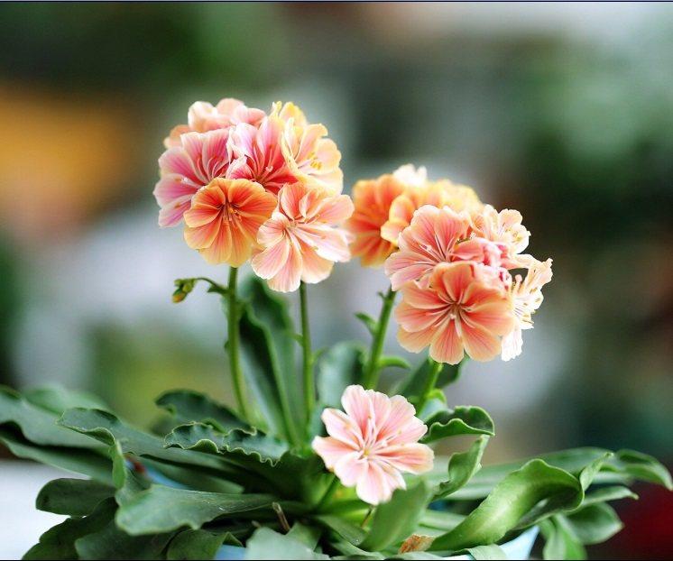 给植物补充叶绿素需要什么,绿植用什么维生素最好