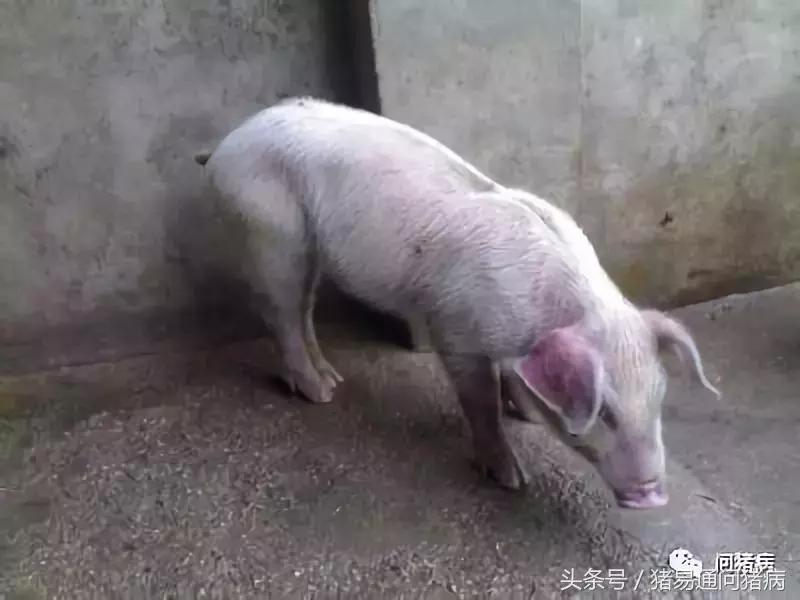 临床兽医老病新谈360度认识猪瘟，4个验方治猪瘟！