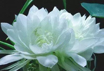 100种象征着爱情的花的花语,满天星花有几种颜色对应的花语