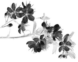 燕窝的泡发教学,燕窝泡发步骤