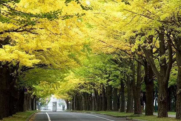 日本北海道大学是什么档次,北海道大学世界排名