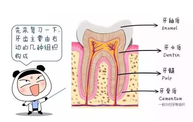 儿童治疗牙齿科普动画,孩子牙齿成长全过程