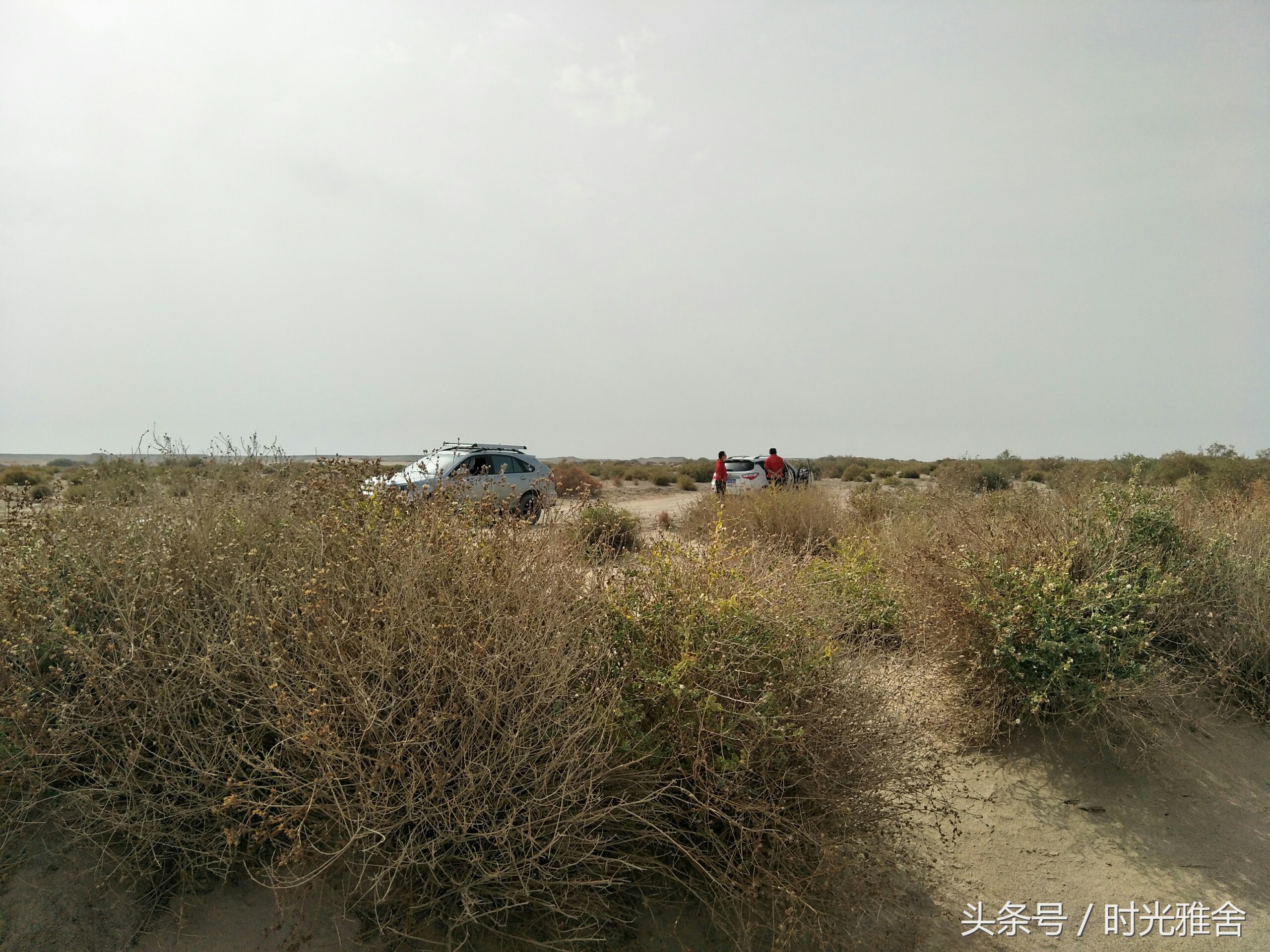 去看胡杨林,想去沙漠里看胡杨林