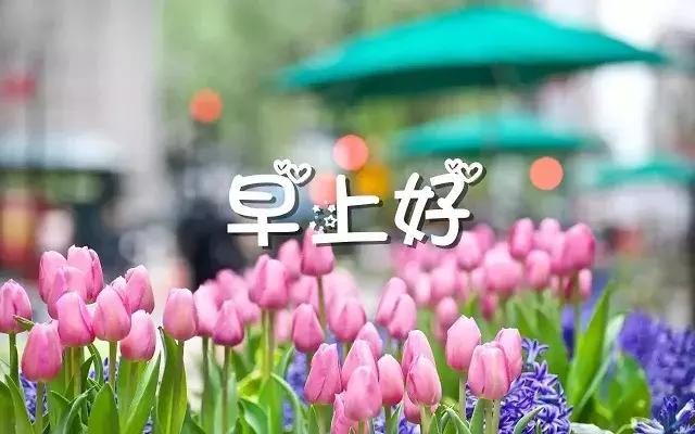 清清的晨风摇响快乐的铃铛，我的心奏起欢快的乐曲，亲爱的早上好