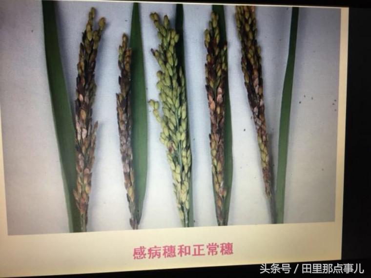 稻瘟病怎么消除,稻瘟病发生危害与防治措施调查