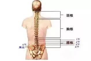 人体脊柱对应疾病图解高清图,脊柱关节错位引起疾病示意图