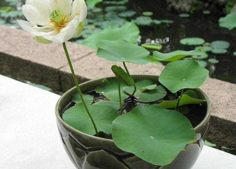 睡莲花盆栽方法,盆栽睡莲怎么养护