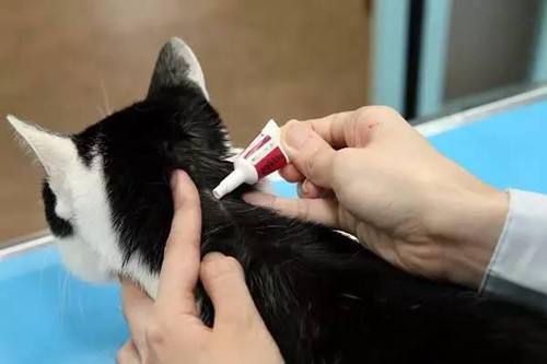 猫不吃体内驱虫药怎么办,猫驱虫多久一次体内体外