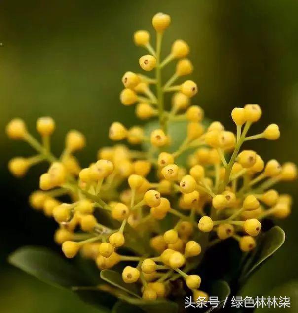 米兰花适合在卧室养吗,米兰花冬季室内怎么养护