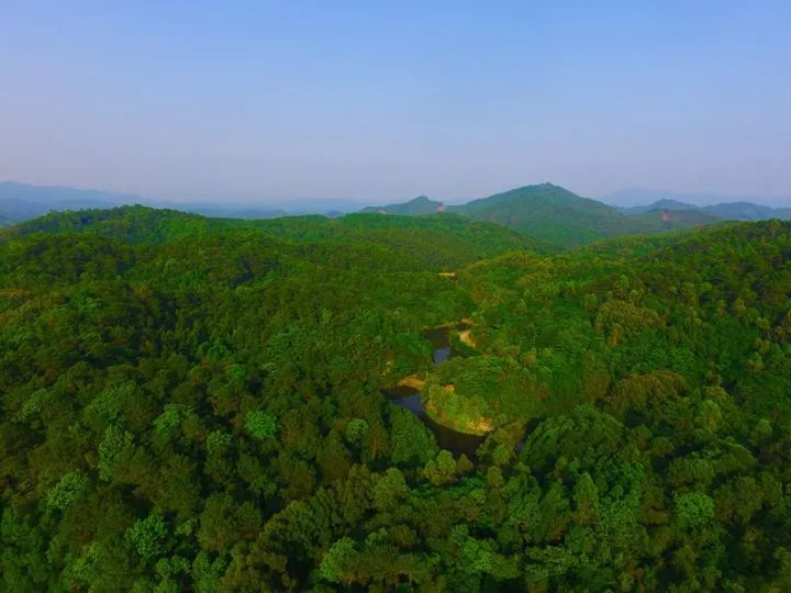 3万多亩的“天然氧吧”！人民日报整版报道佛山这座“中国最美林场”