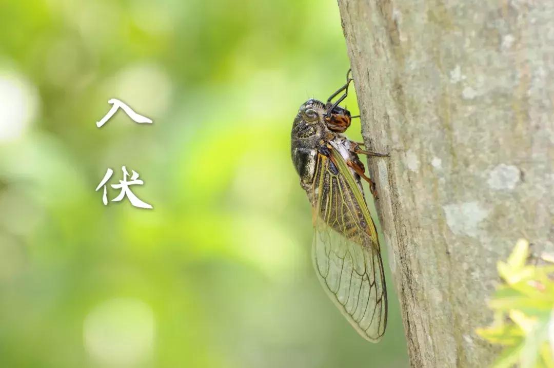 三伏天是什么时候入伏几月几号,三伏天是几月几号2023出伏