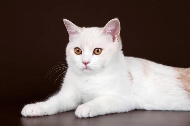 养猫咪驱虫药怎么用,养猫咪怎么预防寄生虫