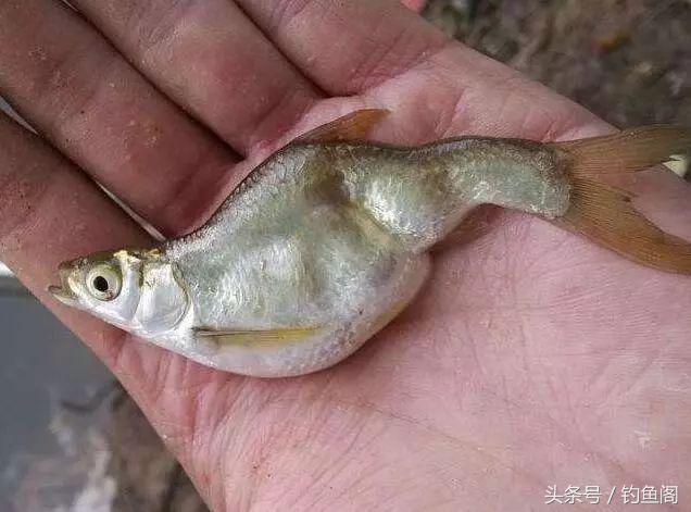 被电过的地方怎么钓鱼,被电过的野河怎么钓鱼