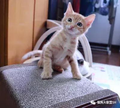 猫狗大联盟维护,猫狗联盟
