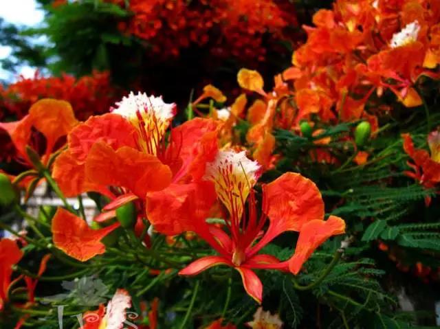 关于中国各个市的市花,盘点史上最全中国各城市市花