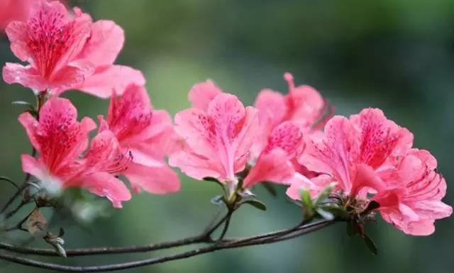 关于中国各个市的市花,盘点史上最全中国各城市市花