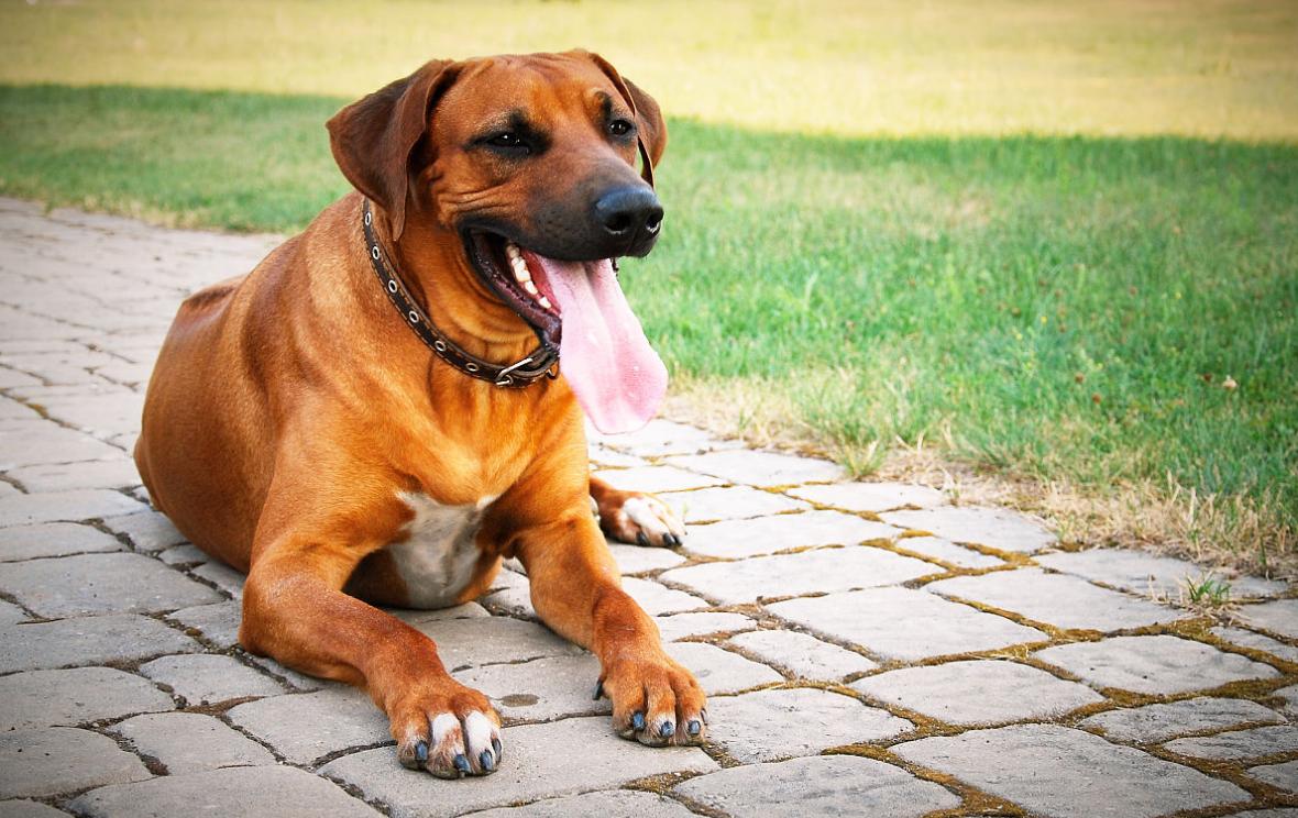 世界上最凶悍的十大猛犬,十大大型猛犬对主人家人忠诚