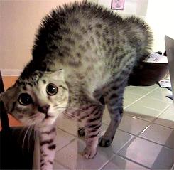 如何让猫咪知道铲屎官生气了,猫咪生气该怎么办