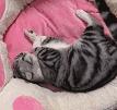 猫猫为了猫薄荷可以有多疯狂,记录猫咪吸猫薄荷日常