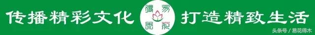 老枝杜鹃如何扦插,老枝杜鹃怎么扦插