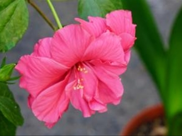 木菊花该如何养殖？学会这几种方法可以让木菊花爆盆