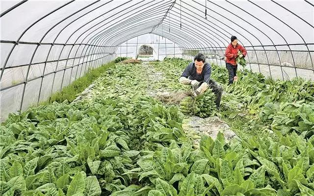 农业最赚钱的十种模式,十大经典农业案例
