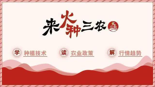 榴莲的生长过程是这样的,榴莲生长全过程记录