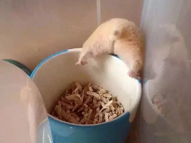 仓鼠知道认人吗,仓鼠知道猫是天敌吗