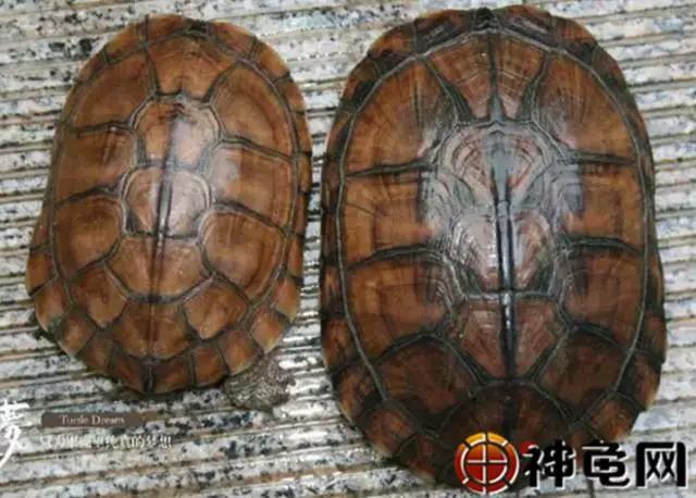 北石龟大青小青区别,鉴别北石大青头与小青头的区别