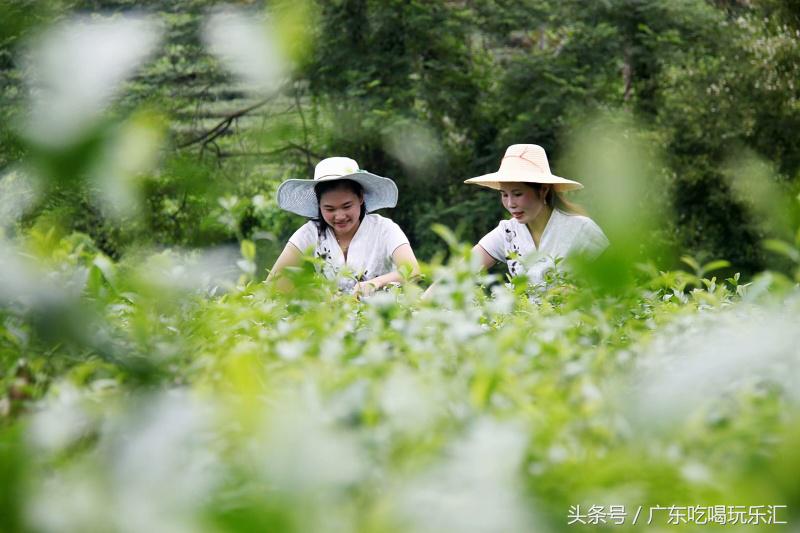 广东茗皇茶业种植基地,茗皇茶基地