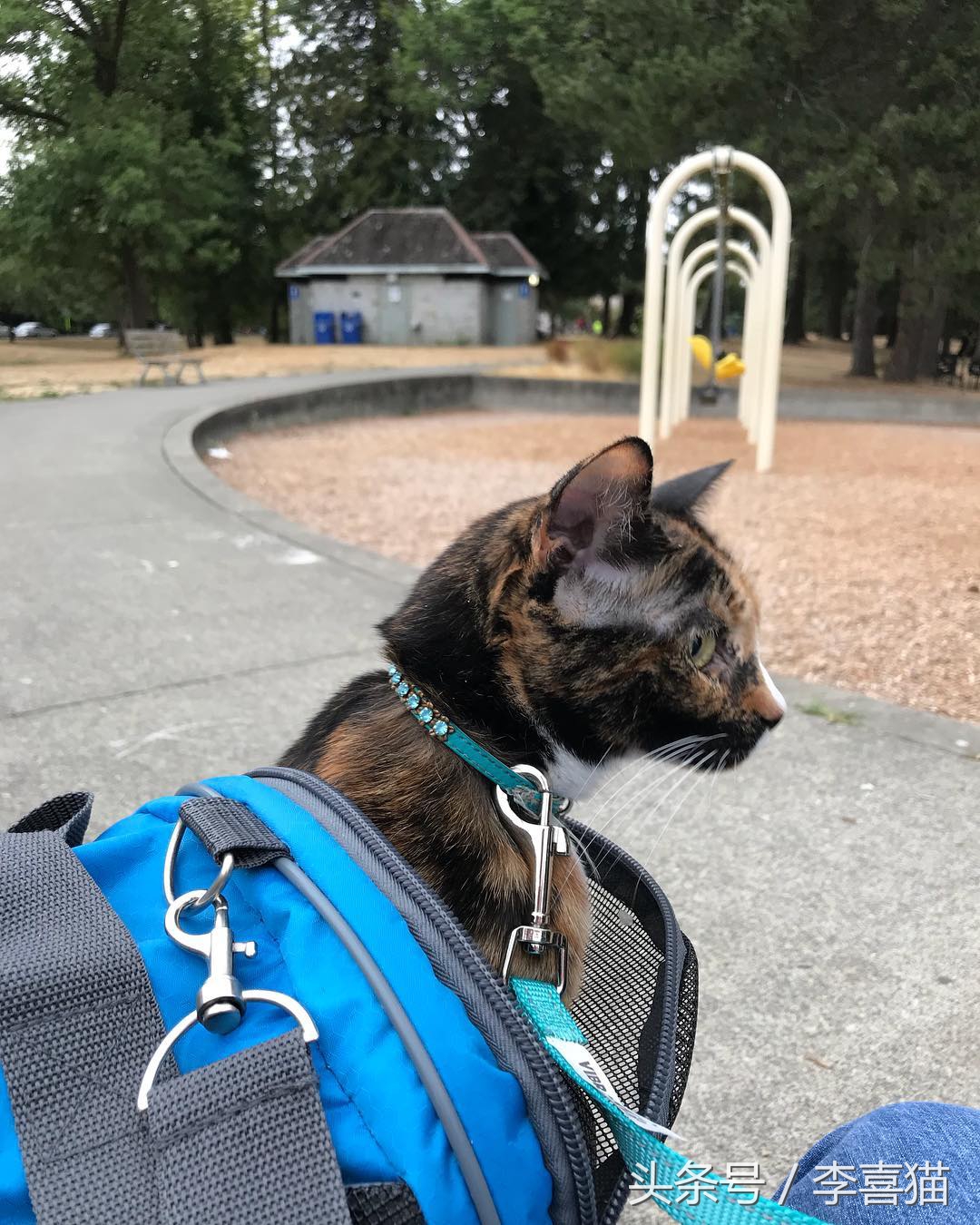 猫咪出门遛需要注意什么,带猫咪出门怎样避免乱跑